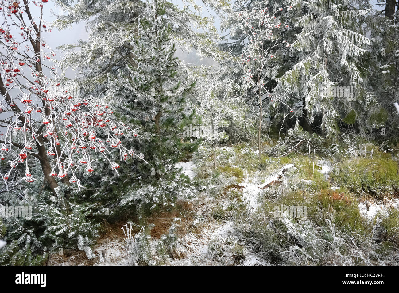 Rowan et d'autres arbres dans le sol près du lac, Strbske Pleso,Slovaquie Banque D'Images