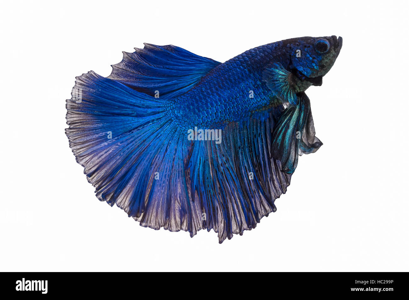 Betta poisson sur fond blanc Banque D'Images