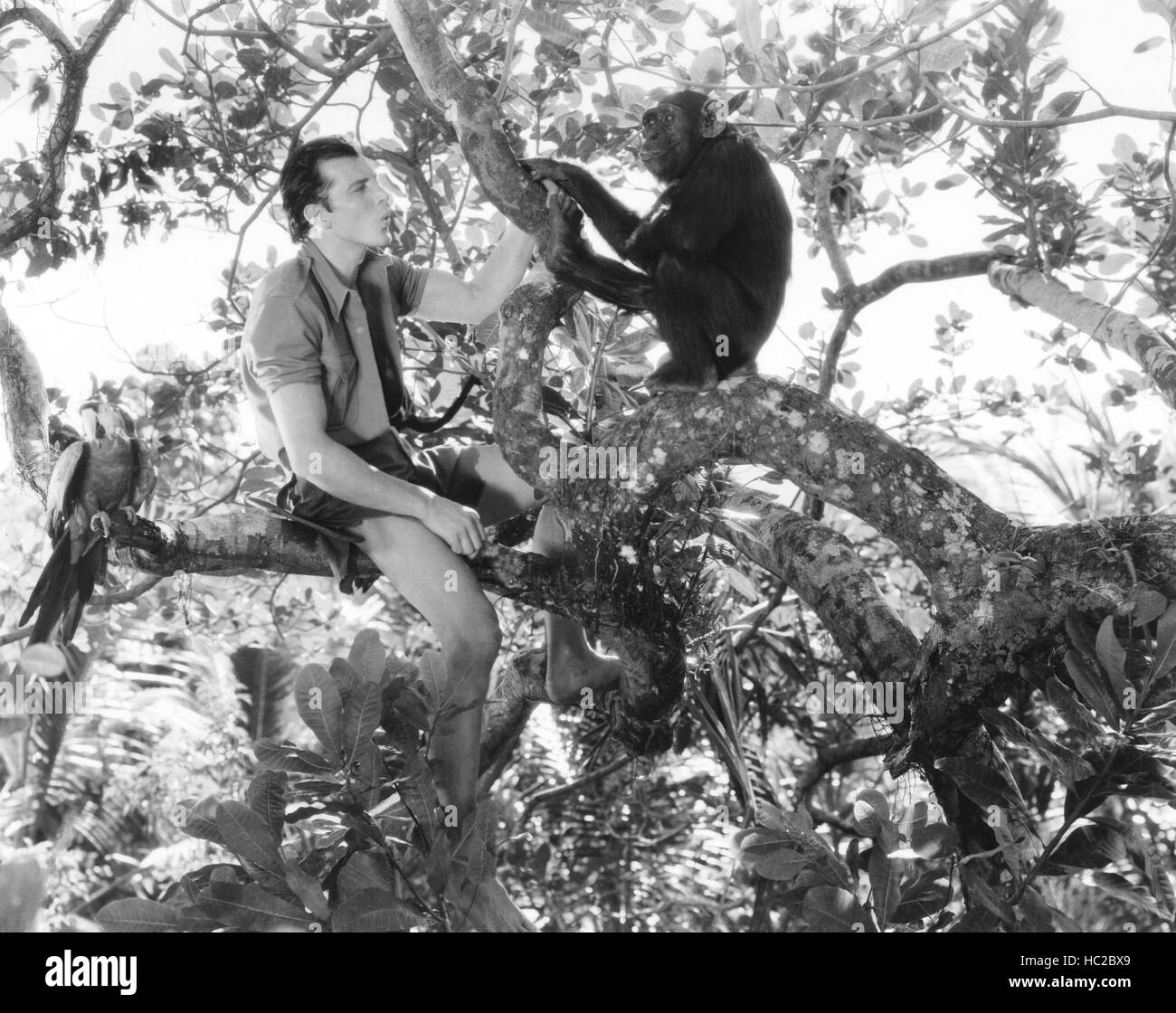 Les nouvelles aventures de Tarzan, Bruce Bennett (aka Herman Brix), 1935 Banque D'Images