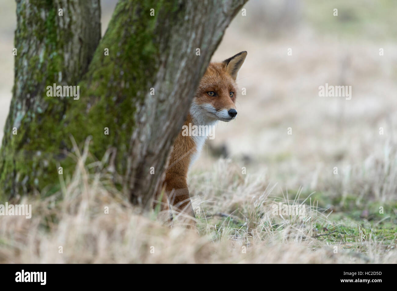 Red Fox / Rotfuchs ( Vulpes vulpes ) assis dans l'herbe, se cacher derrière un arbre, observant attentivement, mais drôle, attentionné, la faune de l'Europe. Banque D'Images