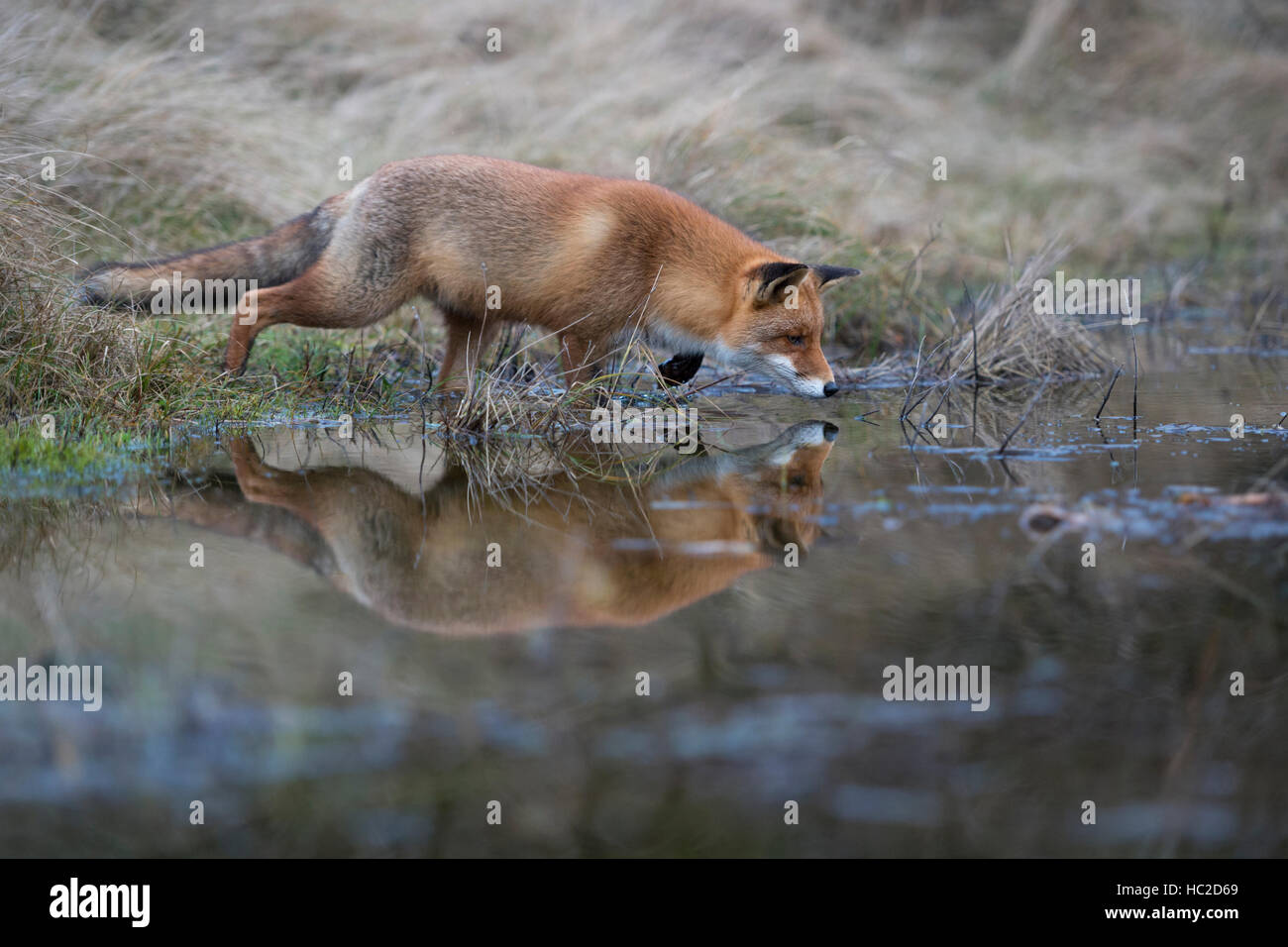 Red Fox (Vulpes vulpes ) la chasse à un plan d'eau, en pose typique, la mise en miroir, concentré sur la surface de l'eau était claire. Banque D'Images