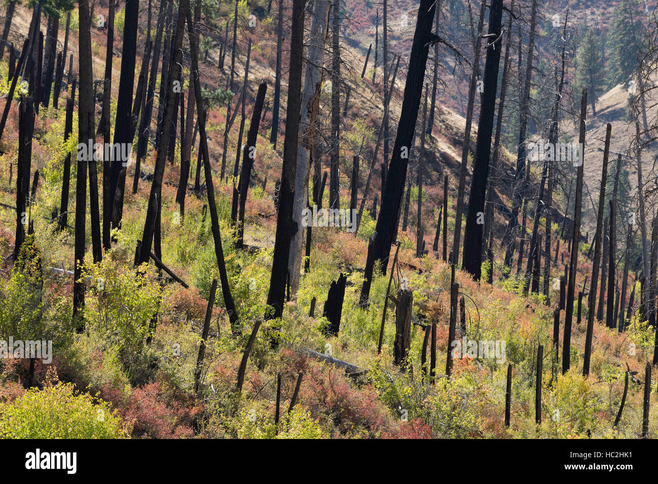 La repousse de plus en plus d'arbustes denses après un incendie de forêt dans le Camas Creek Canyon dans l'Est de l'Oregon. Banque D'Images