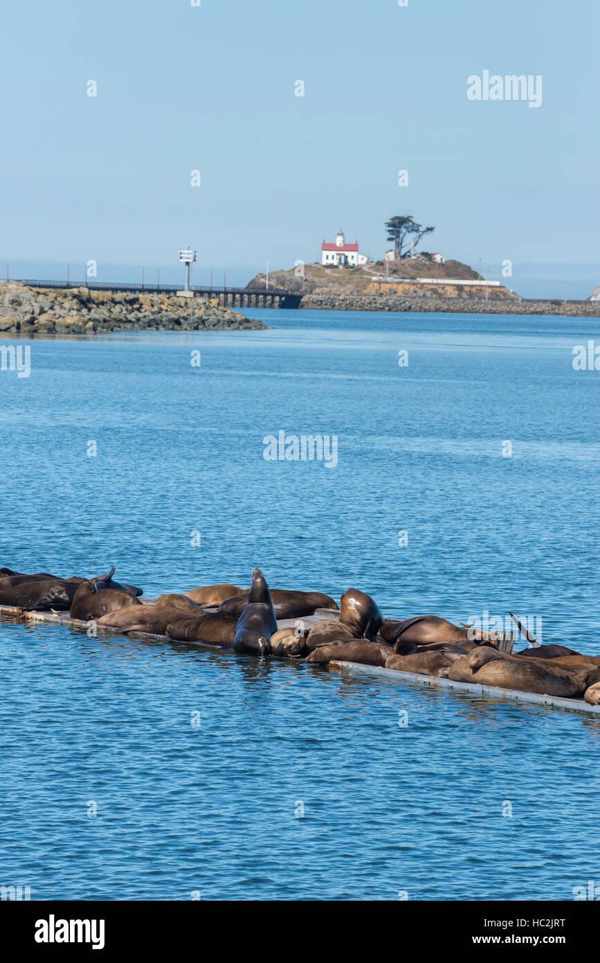 Les lions de mer portant sur un quai flottant dans le port de Crescent, Crescent City, Californie. Le phare de la pointe de la batterie est dans l'arrière-plan. Banque D'Images