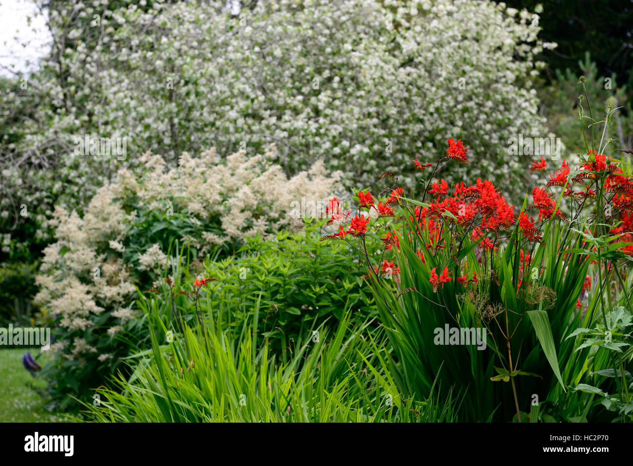 Crocosmia lucifer persicaria polymorpha hoheria lyallii rouge blanc floraison fleurs plantation mixte mélange floral système RM Banque D'Images