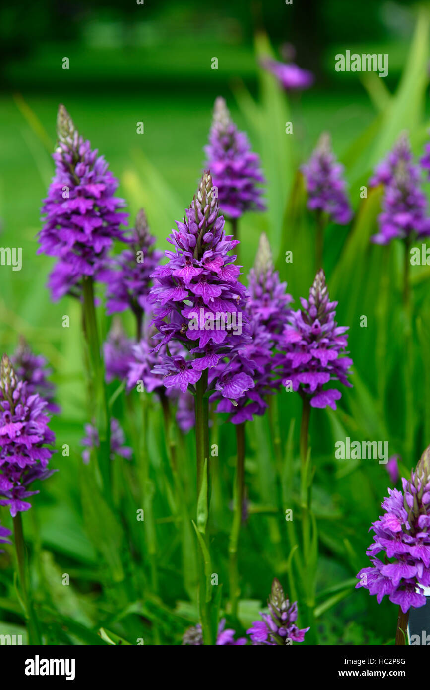 Dactylorhiza x braunii purple fleurs plantes vivaces à feuillage vert marais feuilles orchidées orchidée terrestre de floraison Banque D'Images