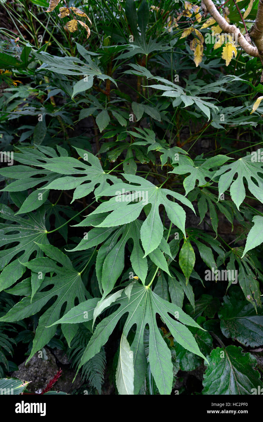 Fatsia japonica feuilles jardin ombragé ombragé à l'ombre d'arbustes  arbustes jardinage floral RM Photo Stock - Alamy