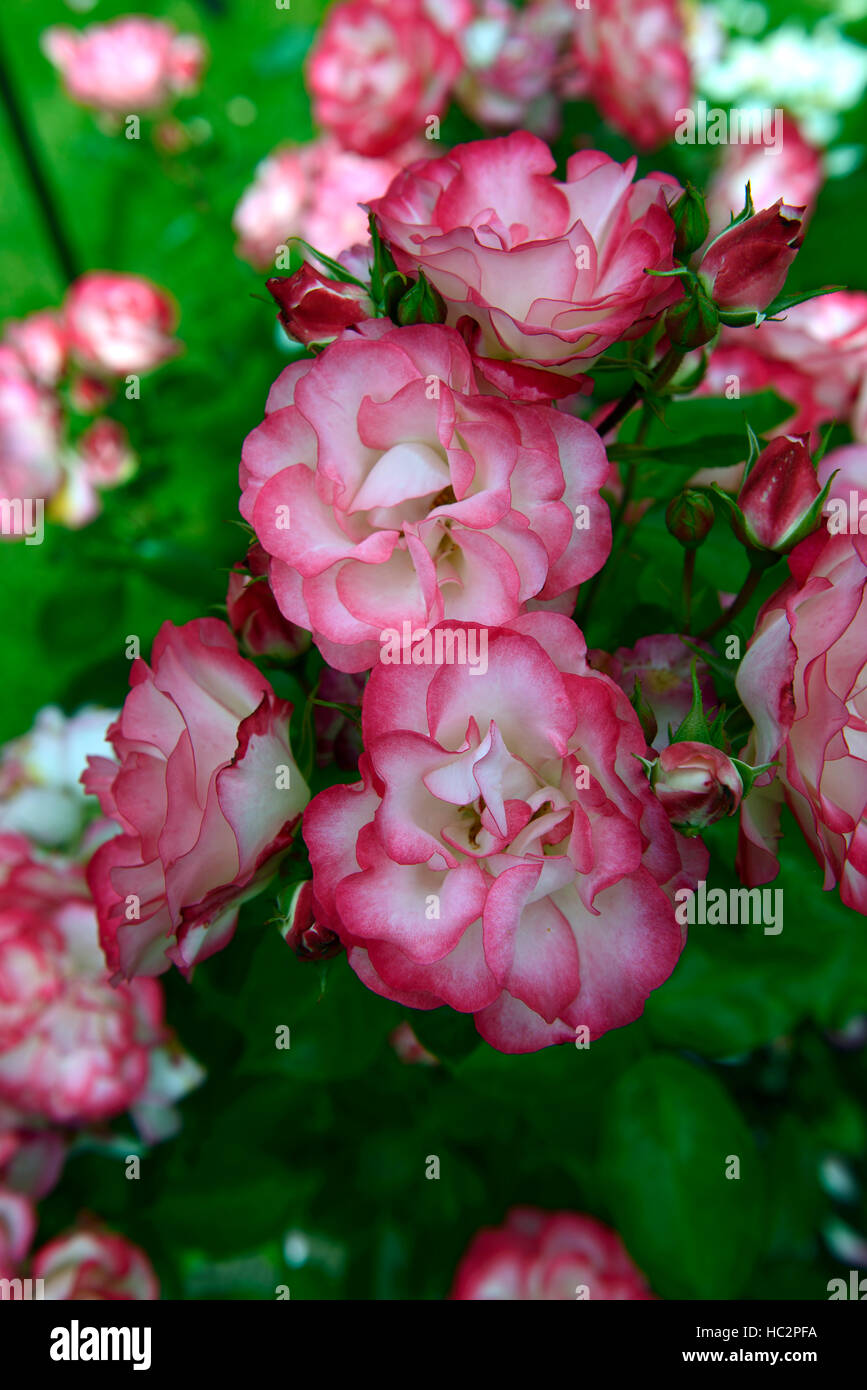 Floribunda rose rose hannah gordon floribunda roses blanc rose fleur fleurs floral RM vivace arbuste à fleurs Banque D'Images