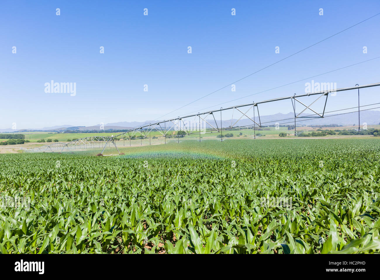 Maïs Maïs terres agricoles plantées de jeunes cultures alimentaires avec aspersion d'eau sur le paysage d'été en milieu rural. Banque D'Images