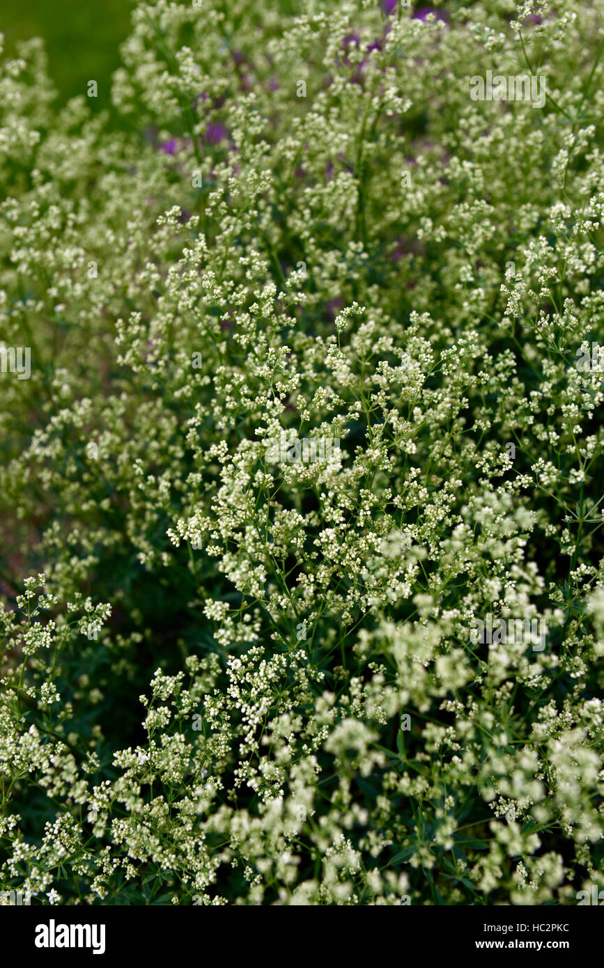 Le Galium rubioides'le gaillet vivace à fleurs blanches fleurs floral RM Banque D'Images