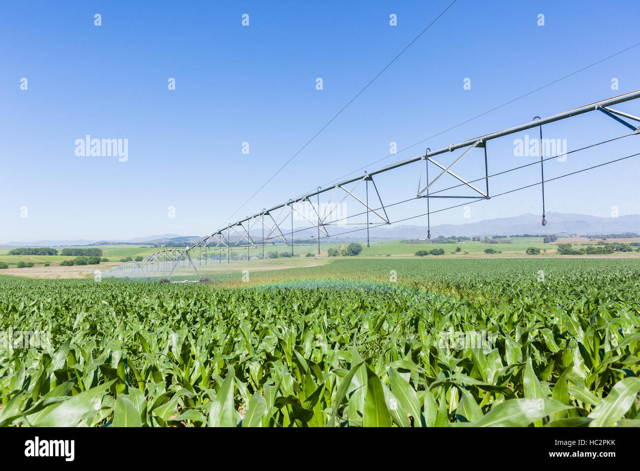 Maïs Maïs terres agricoles plantées de jeunes cultures alimentaires avec aspersion d'eau sur le paysage d'été en milieu rural. Banque D'Images