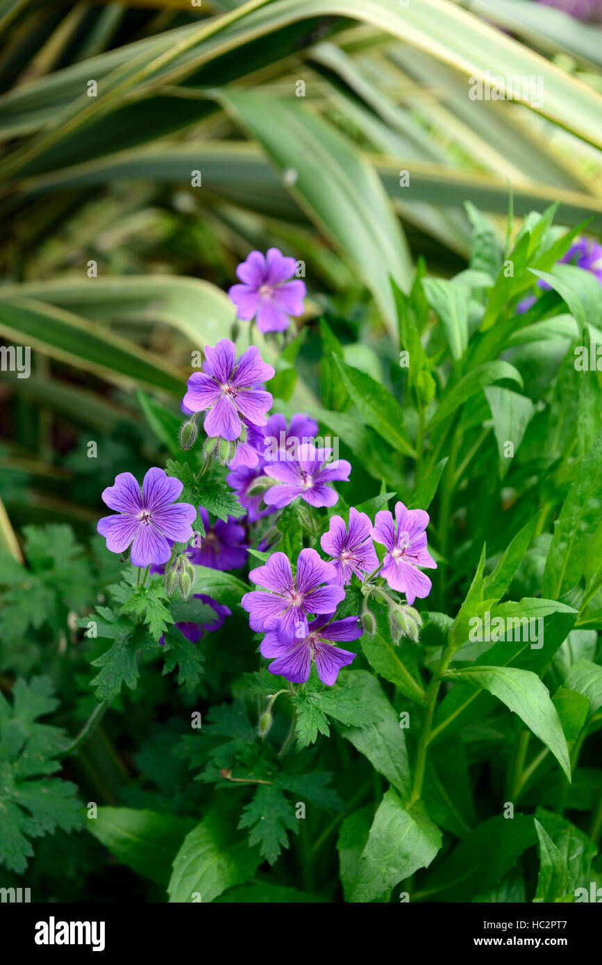 Geranium pratense violaceum hardy geraniums violet rose fleur fleurs vivaces à fleurs floral RM Banque D'Images