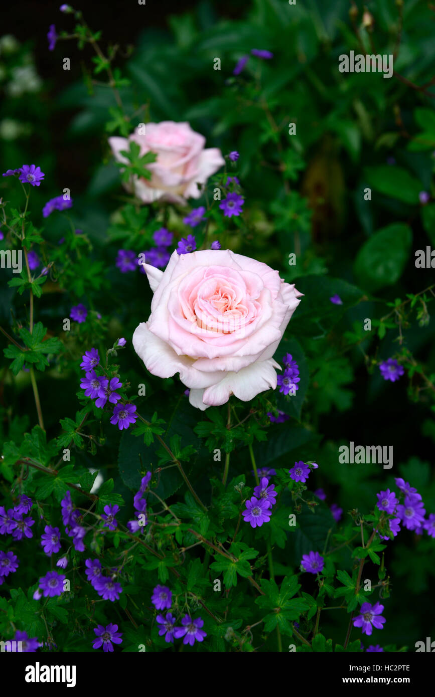 Geranium pyrenaicum bill wallis rosa cecile brunner combinaison rose bleu rose schéma de plantation fleur fleurs floral RM Banque D'Images