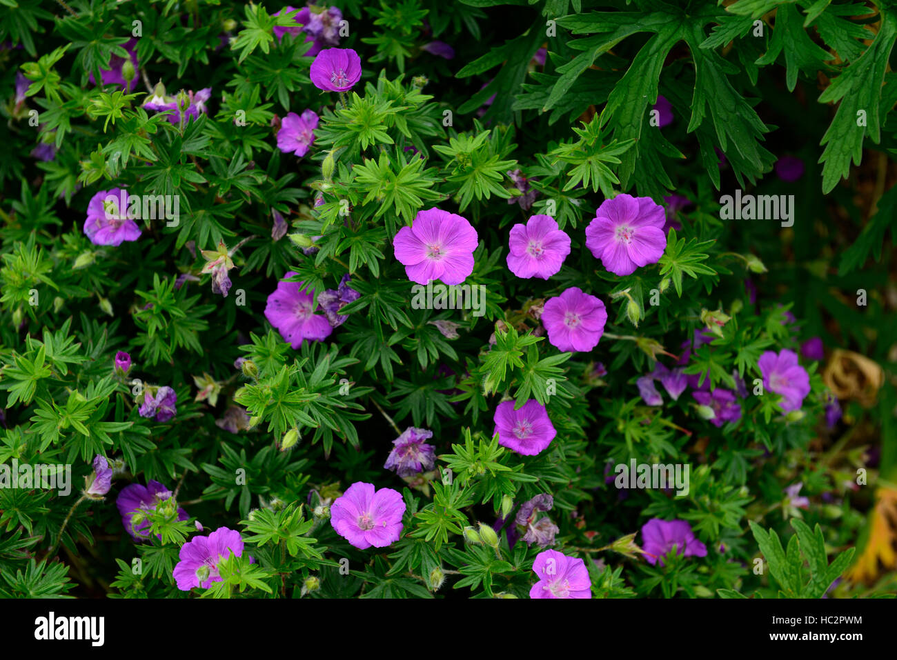 Géranium sanguin geranium sanguineum géraniums vivaces à fleurs fleurs rose couverture couvre-sol floral RM Banque D'Images