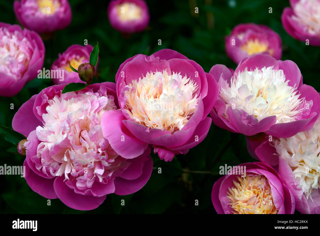 Paeonia peony bol de beauté blanc rose fleur fleurs pivoines vivaces à fleurs parfumées frontière lit Floral RM Banque D'Images