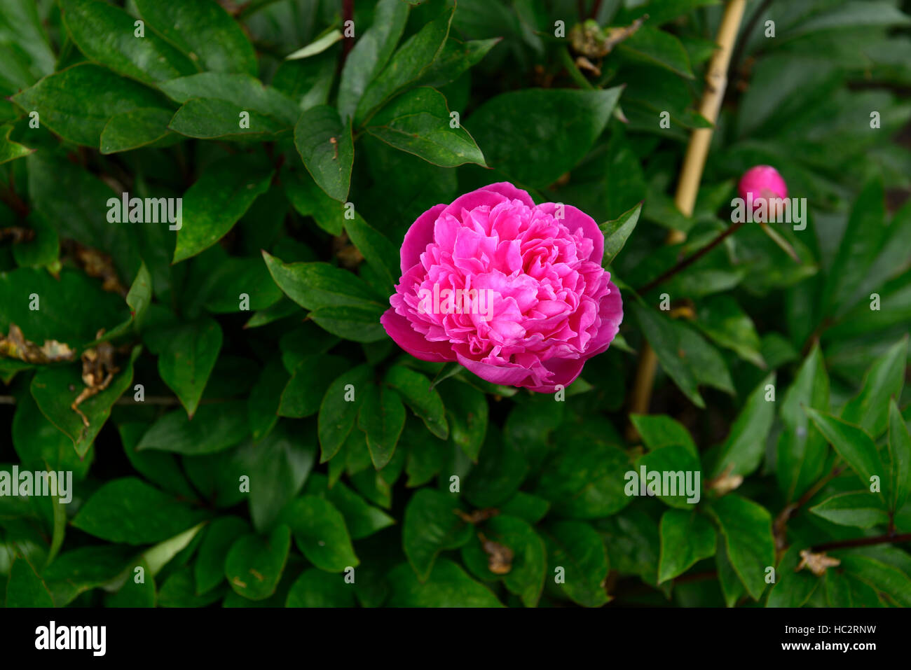 Paeonia lactiflora edulis superba pivoines la pivoine double rose fleur fleurs vivaces à fleurs parfumées frontière lit Floral RM Banque D'Images