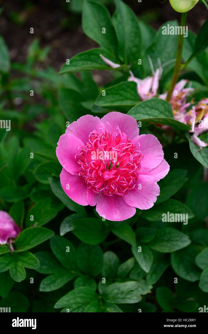 Paeonia officinalis anemoniflora pivoines la pivoine rose fleur fleurs vivaces à fleurs floral RM frontière lit Banque D'Images