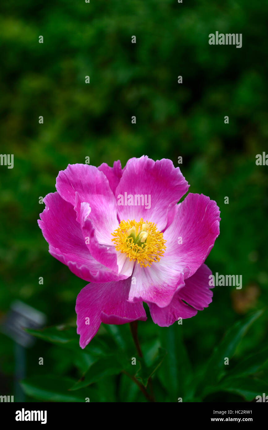 Paeonia suffruticosa cardinal vaughan tree peony peonies purple fleurs vivaces parfumées floraison parfumée Floral RM Banque D'Images