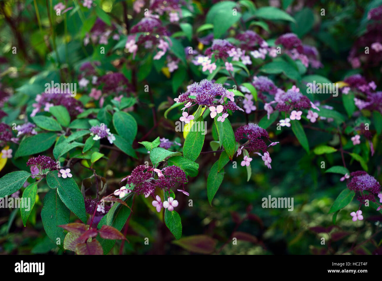 Hortensia violet fleurs fleur arbuste vivace gros plans gros plan Floral RM Banque D'Images