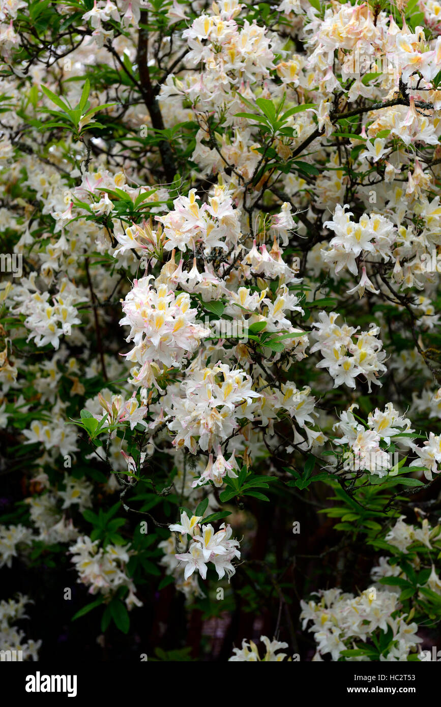Rhododendron luteum floraison fleur fleurs blanc hybride éricacée arbustive printemps en fleurs fleur floral RM Banque D'Images