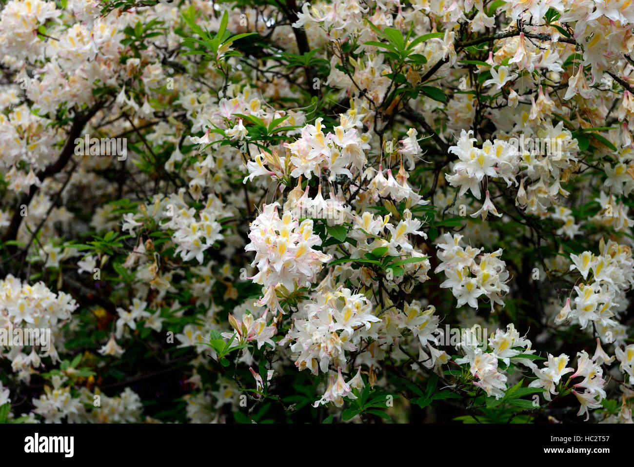 Rhododendron luteum floraison fleur fleurs blanc hybride éricacée arbustive printemps en fleurs fleur floral RM Banque D'Images