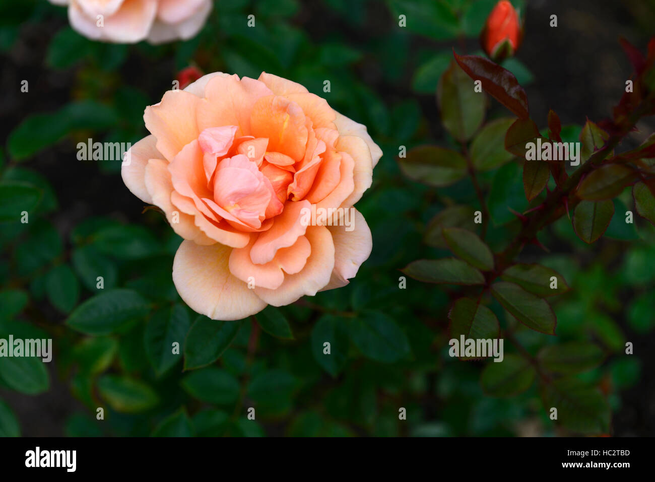 Fryfixit honeywood rosa floribunda apricot bloom floraison fleur fleurs parfumées en fleurs arbustes arbustes parfumés Fleurs RM Banque D'Images