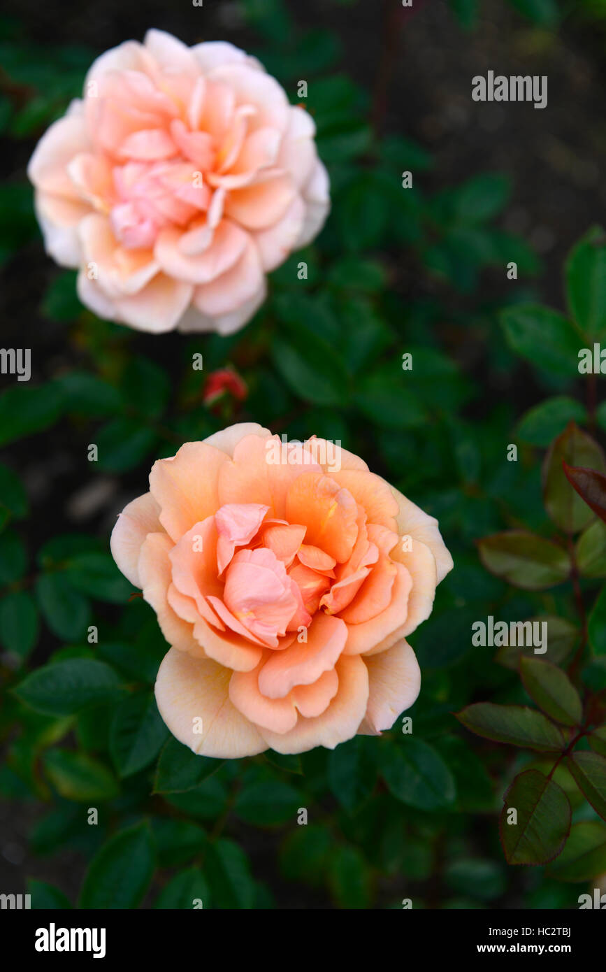 Fryfixit honeywood rosa floribunda apricot bloom floraison fleur fleurs parfumées en fleurs arbustes arbustes parfumés Fleurs RM Banque D'Images