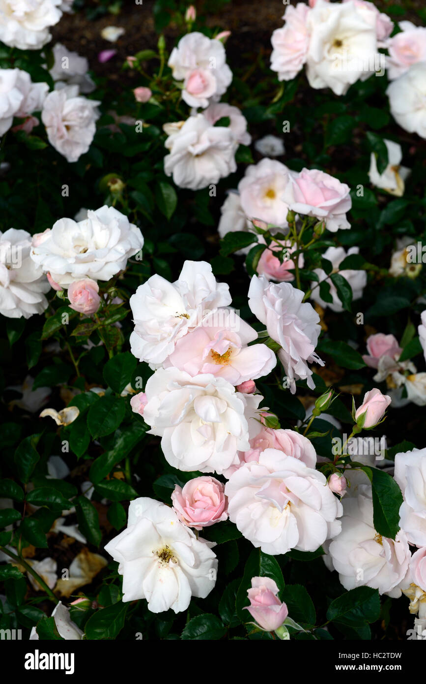 Rosa Bon Anniversaire Harwanted Rose Fleur Rose Floribunda Fleurs Parfumees Floraison Parfumee Floral Rm Photo Stock Alamy