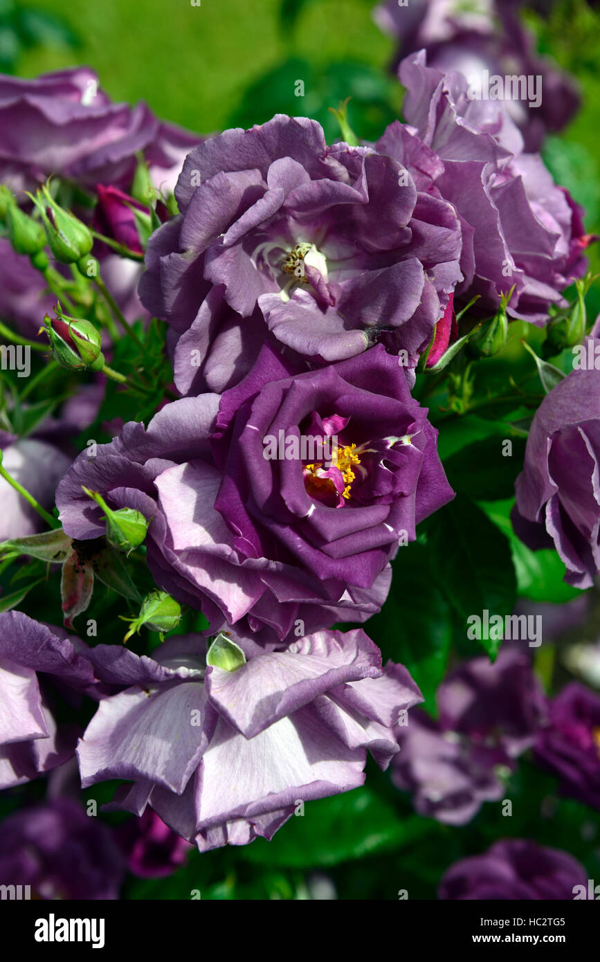 Rosa Rhapsody in Blue frantasia rose fleur pourpre arbuste en fleurs fleurs roses arbustes florifère parfumé floral RM Banque D'Images