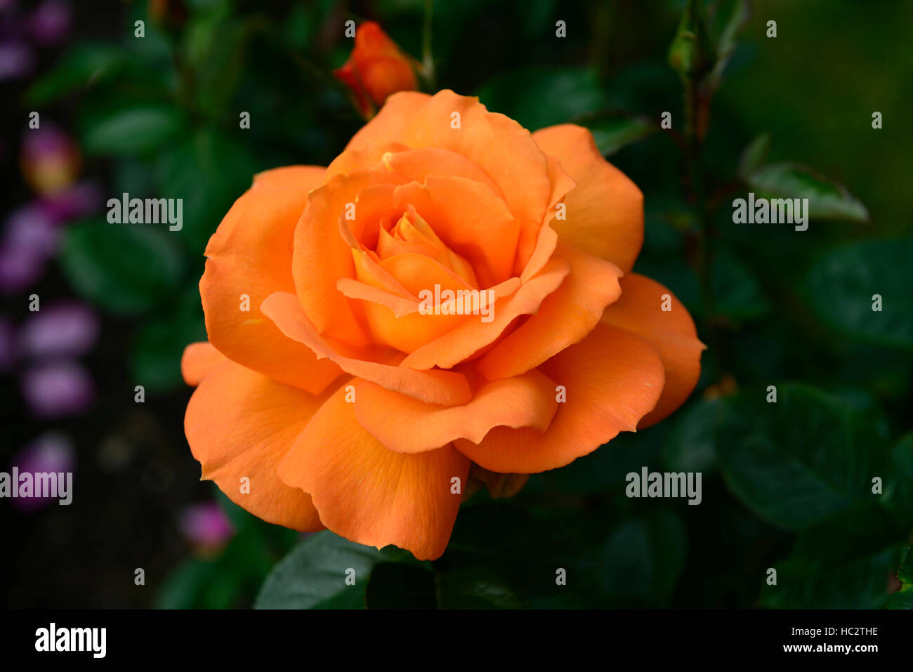 Rosa sparkle frymerlin Hybrid Tea Rose fleurs orange fleurs roses fleurs fleurs d'été fleurs parfumées parfumées RM Banque D'Images
