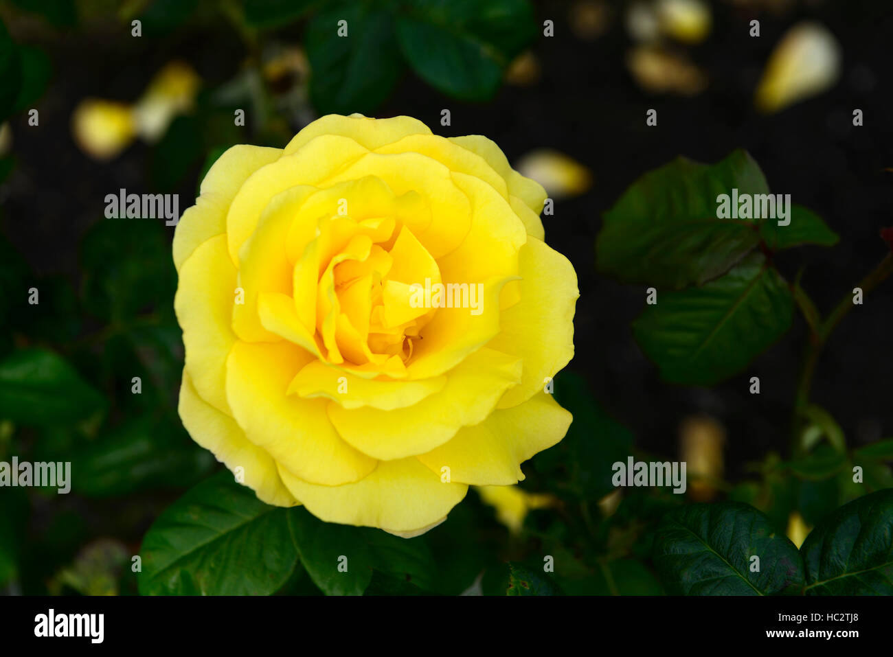 Rosa top rose floribunda roses fleurs jaunes fleurs roses fleurs fleurs fleurs fleurs fleurs d'été parfumées parfumées RM Banque D'Images