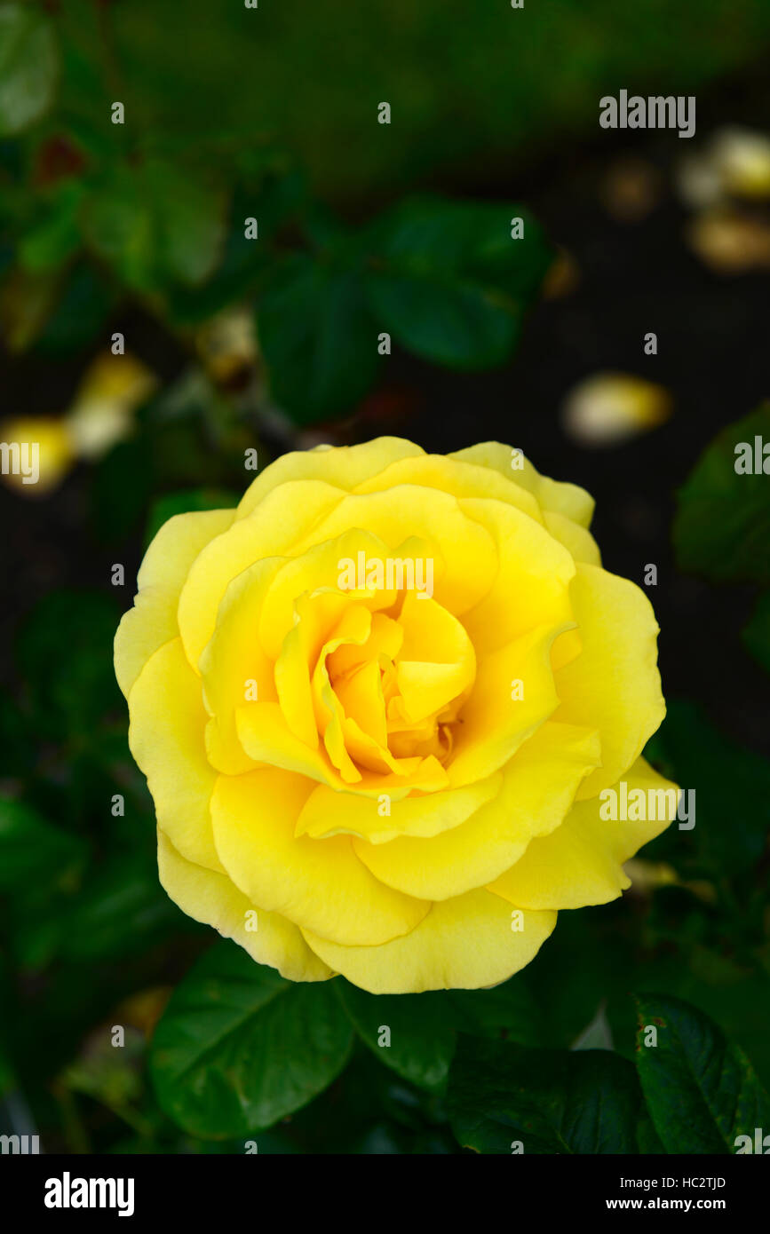 Rosa top rose floribunda roses fleurs jaunes fleurs roses fleurs fleurs fleurs fleurs fleurs d'été parfumées parfumées RM Banque D'Images