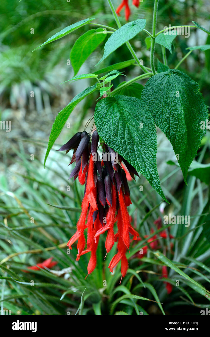 Salvia dombeyi Sacred Sage Inca bolivien géant vigne grimpante tendre calices calice rouge foncé contraste rouge fleurs RM Banque D'Images