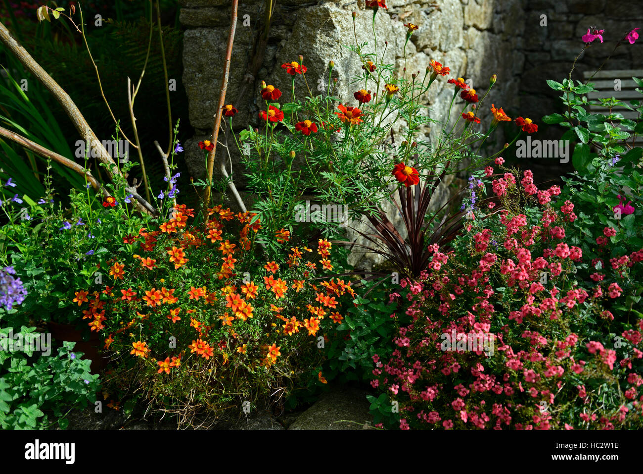 Tithonia Orange Fleur cour mix affichage mixte Planter jardinières affiche Floral RM Banque D'Images