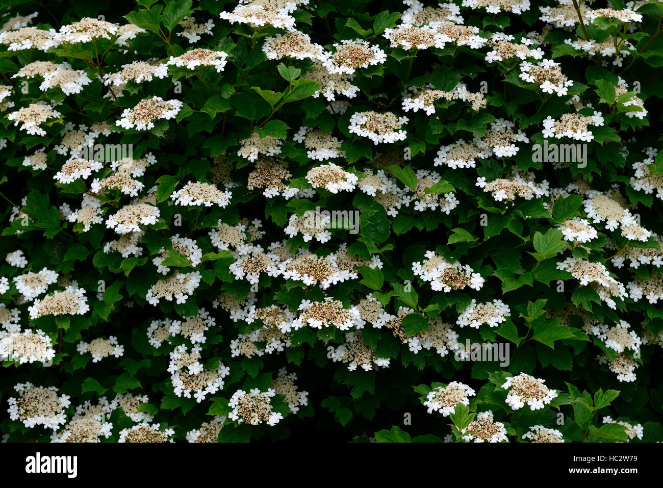 Viburnum opulus guelder rose white flower flowers bloom floraison arbuste arbustes en fleurs floral RM Banque D'Images
