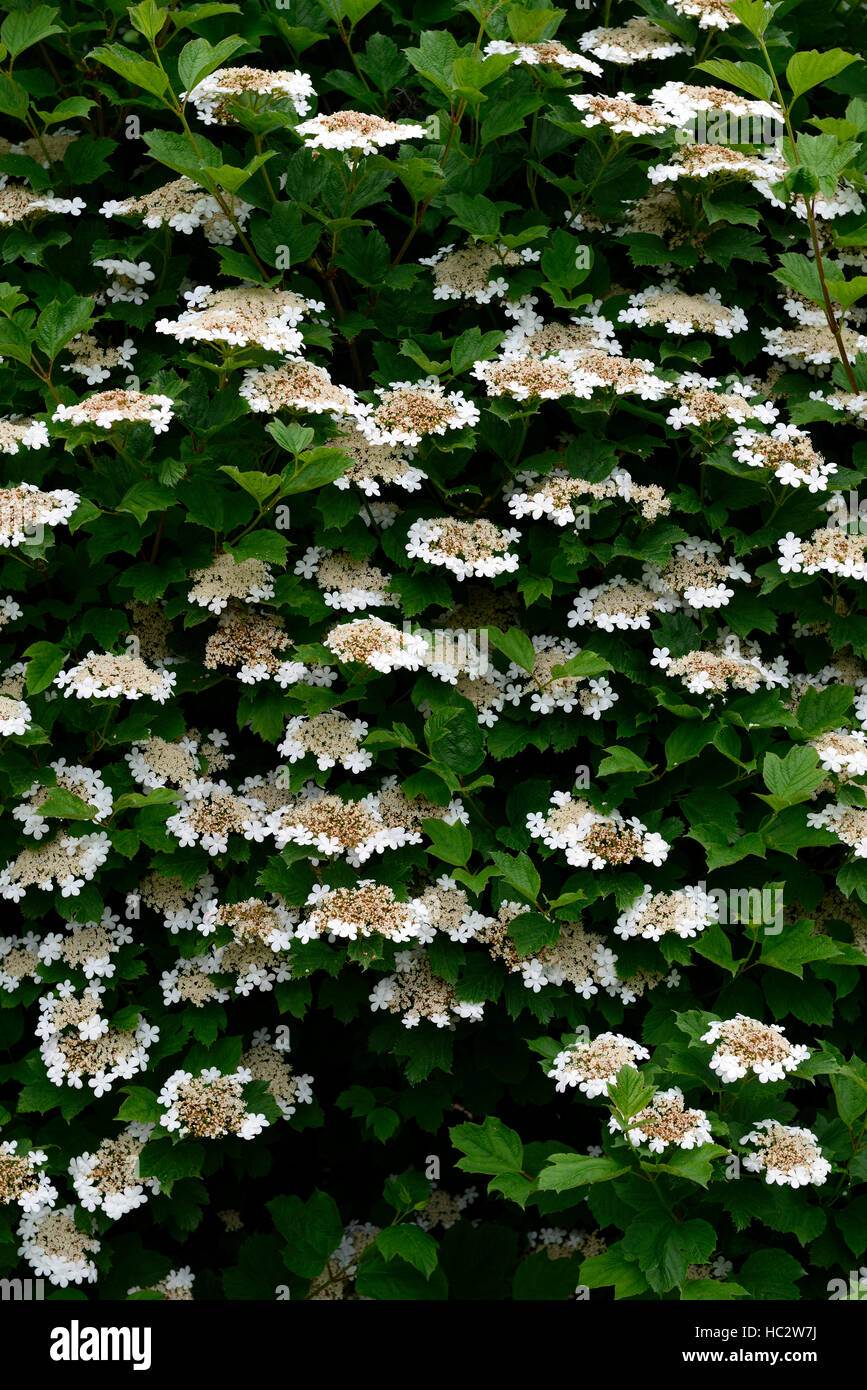 Viburnum opulus guelder rose white flower flowers bloom floraison arbuste arbustes en fleurs floral RM Banque D'Images