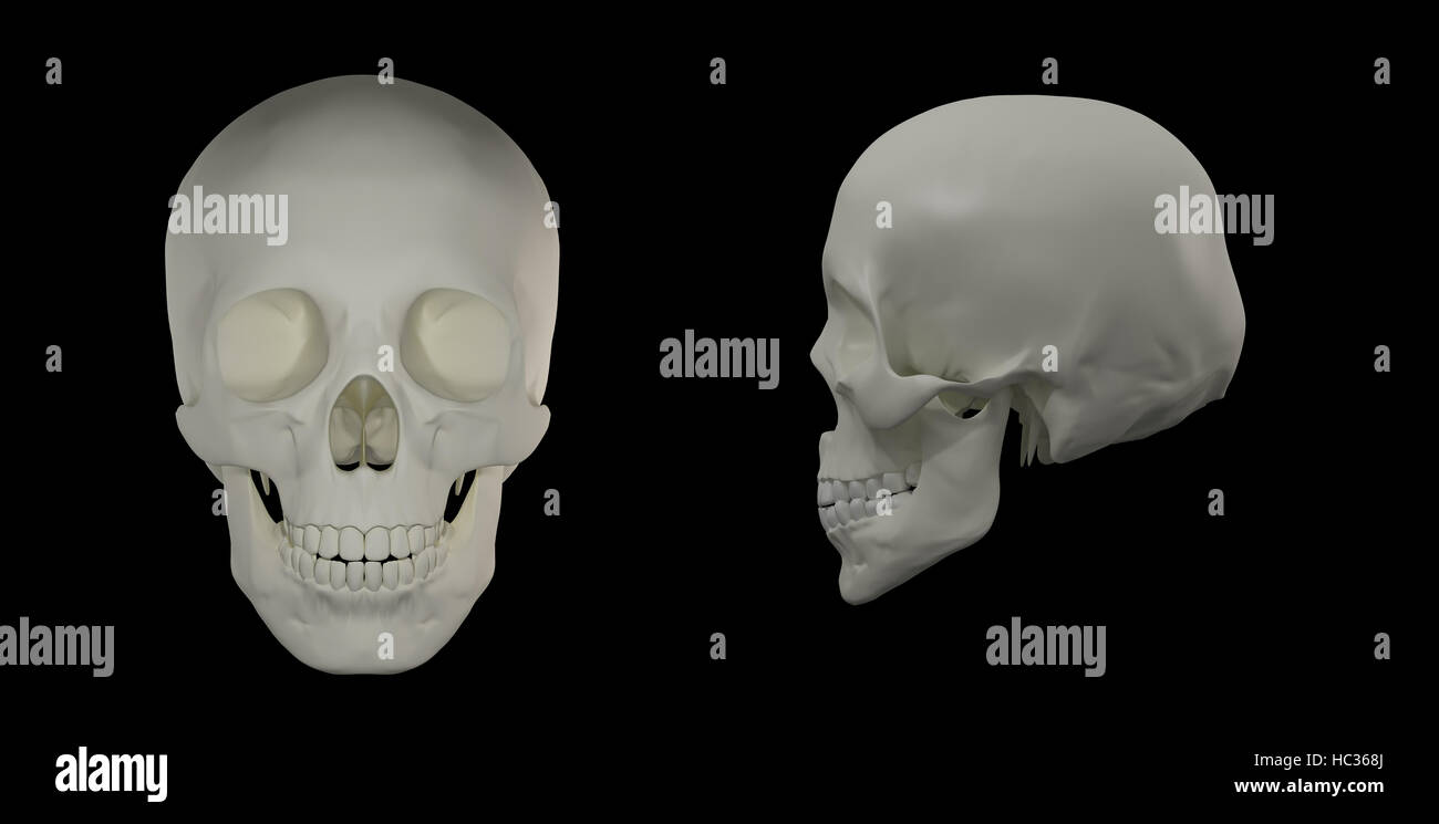 3D render of le crâne humain Banque D'Images