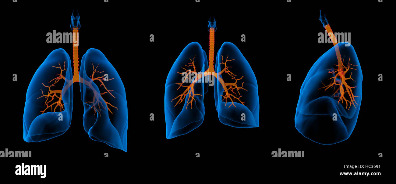 Illustration médicale 3D - poumons bronches visibles avec Banque D'Images