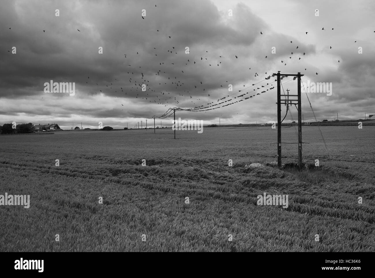 Troupeau de pigeons en bois sur les fils de téléphone, Whitburn Banque D'Images