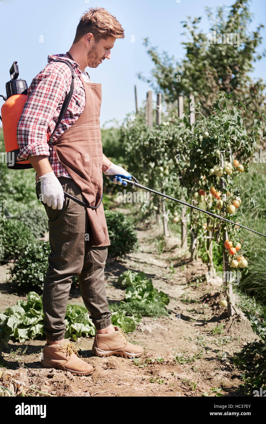 La pulvérisation de pesticides sur l'homme de plantation de tomate Banque D'Images