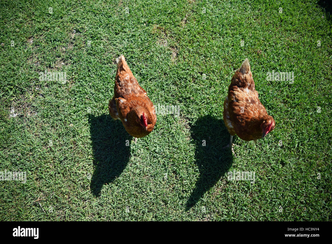 2 poulets brun Vue supérieure Banque D'Images