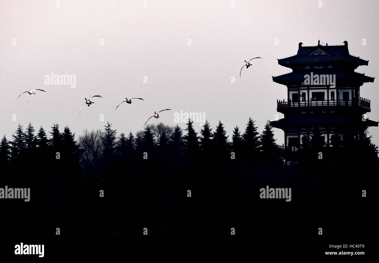 Sanmenxia, la province du Henan. 7 Décembre, 2016. Cygnes voler plus de Sanmenxia Swan Lake State Park dans des zones humides urbaines, Sanmenxia Chine centrale, la province du Henan, le 7 décembre 2016. Comme l'amélioration de l'environnement écologique dans le réservoir de la Rivière Jaune Sanmenxia, de plus en plus de cygnes ont volé de la Sibérie à l'habitat pour l'hiver au cours des dernières années. Un crédit : Li/Xinhua/Alamy Live News Banque D'Images