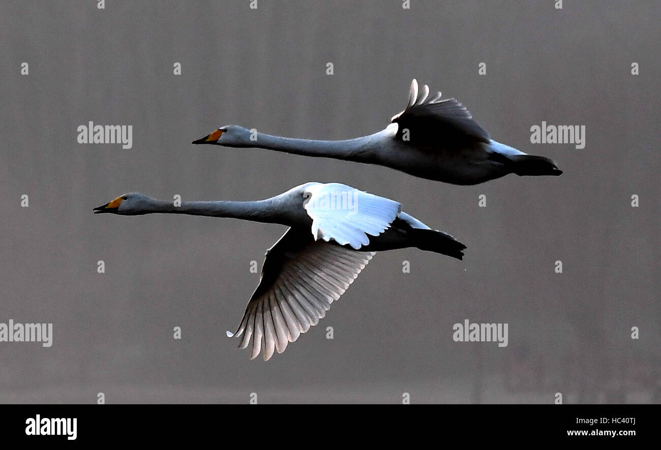 Sanmenxia, la province du Henan. 7 Décembre, 2016. Cygnes voler plus de Sanmenxia Swan Lake State Park dans des zones humides urbaines, Sanmenxia Chine centrale, la province du Henan, le 7 décembre 2016. Comme l'amélioration de l'environnement écologique dans le réservoir de la Rivière Jaune Sanmenxia, de plus en plus de cygnes ont volé de la Sibérie à l'habitat pour l'hiver au cours des dernières années. Un crédit : Li/Xinhua/Alamy Live News Banque D'Images