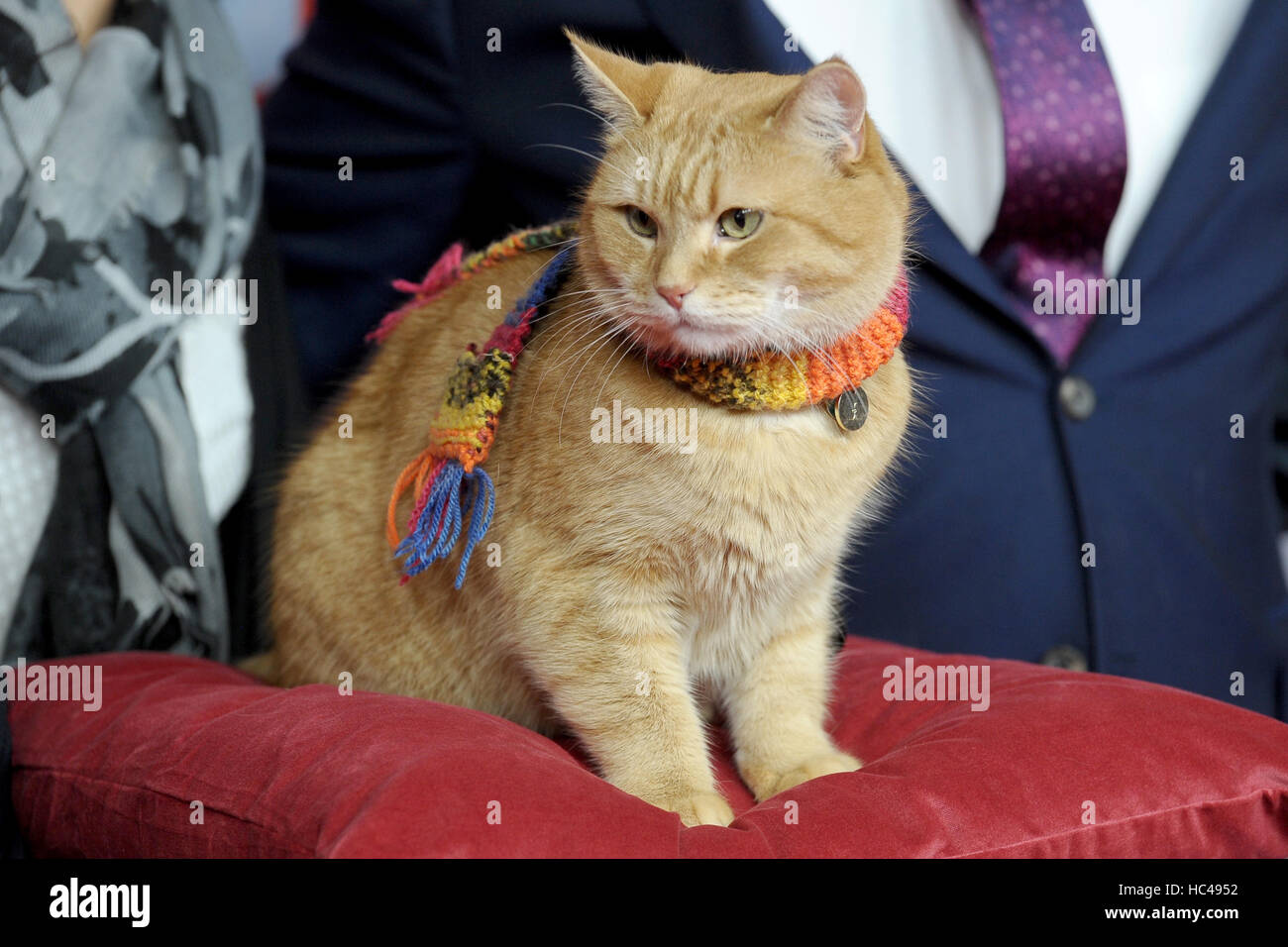 Berlin, Deutschland. Le 06 Dec 2016. BOB Ankunft der Streuner PREMIERE BOB, nach einer wahren Geschichte, im Kino in der Kulturbrauerei à Berlin am 06.12.2016 | Verwendung weltweit © dpa/Alamy Live News Banque D'Images