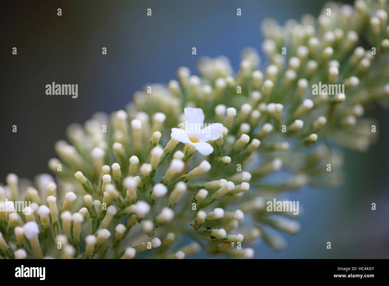 Buddleia davidii exquise floraison blanc spike - été favorite Jane Ann Butler Photography JABP1740 Banque D'Images