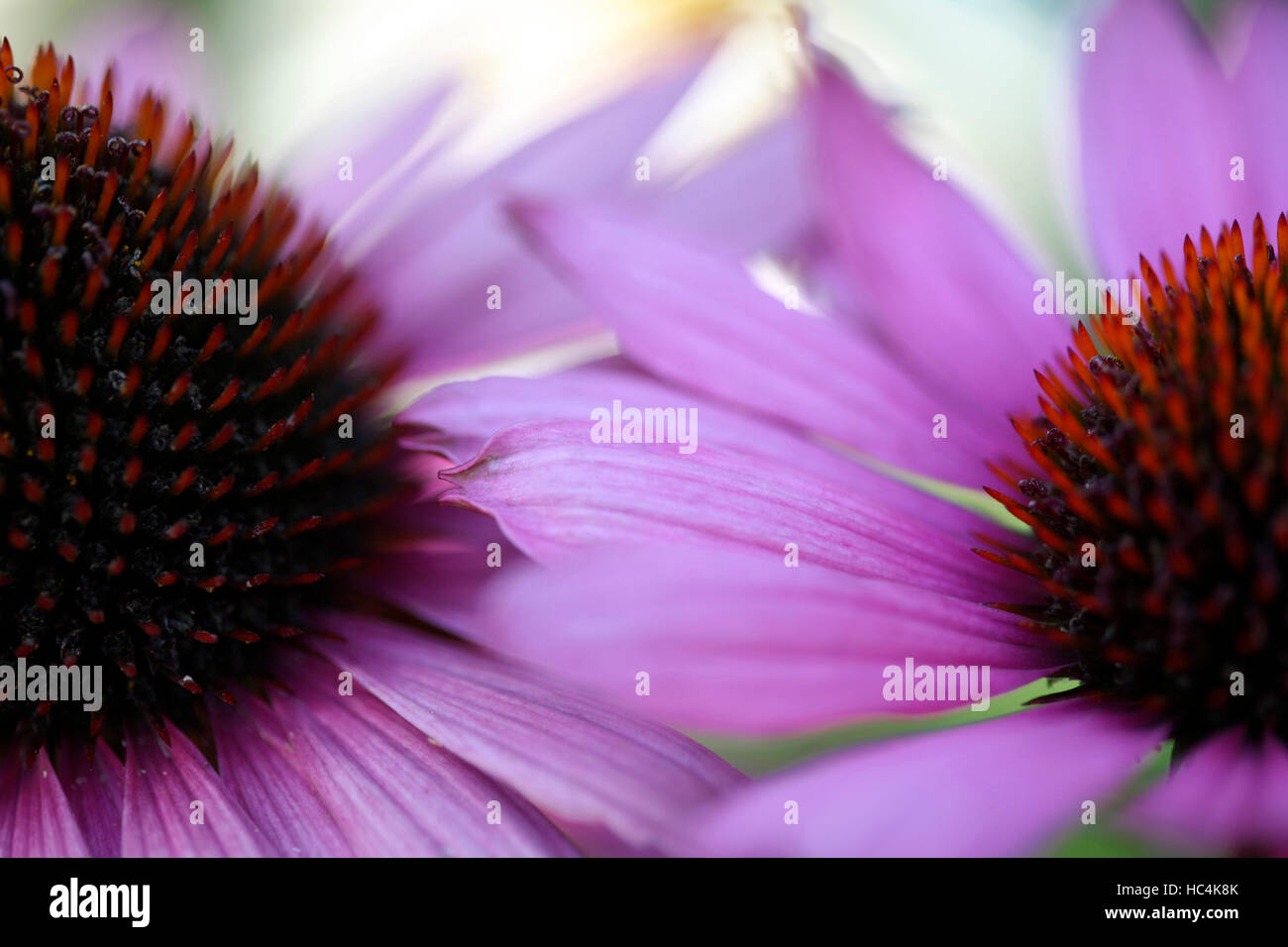 Impressionnant, l'échinacée capitules Jane Ann Butler Photography JABP1745 Banque D'Images