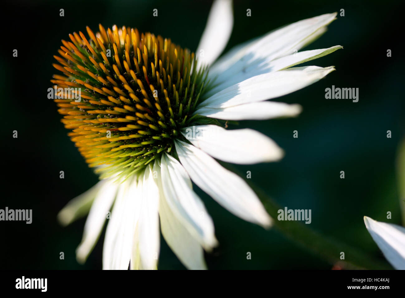 Fleur d'échinacée blanche Jane Ann Butler Photography JABP1744 Banque D'Images