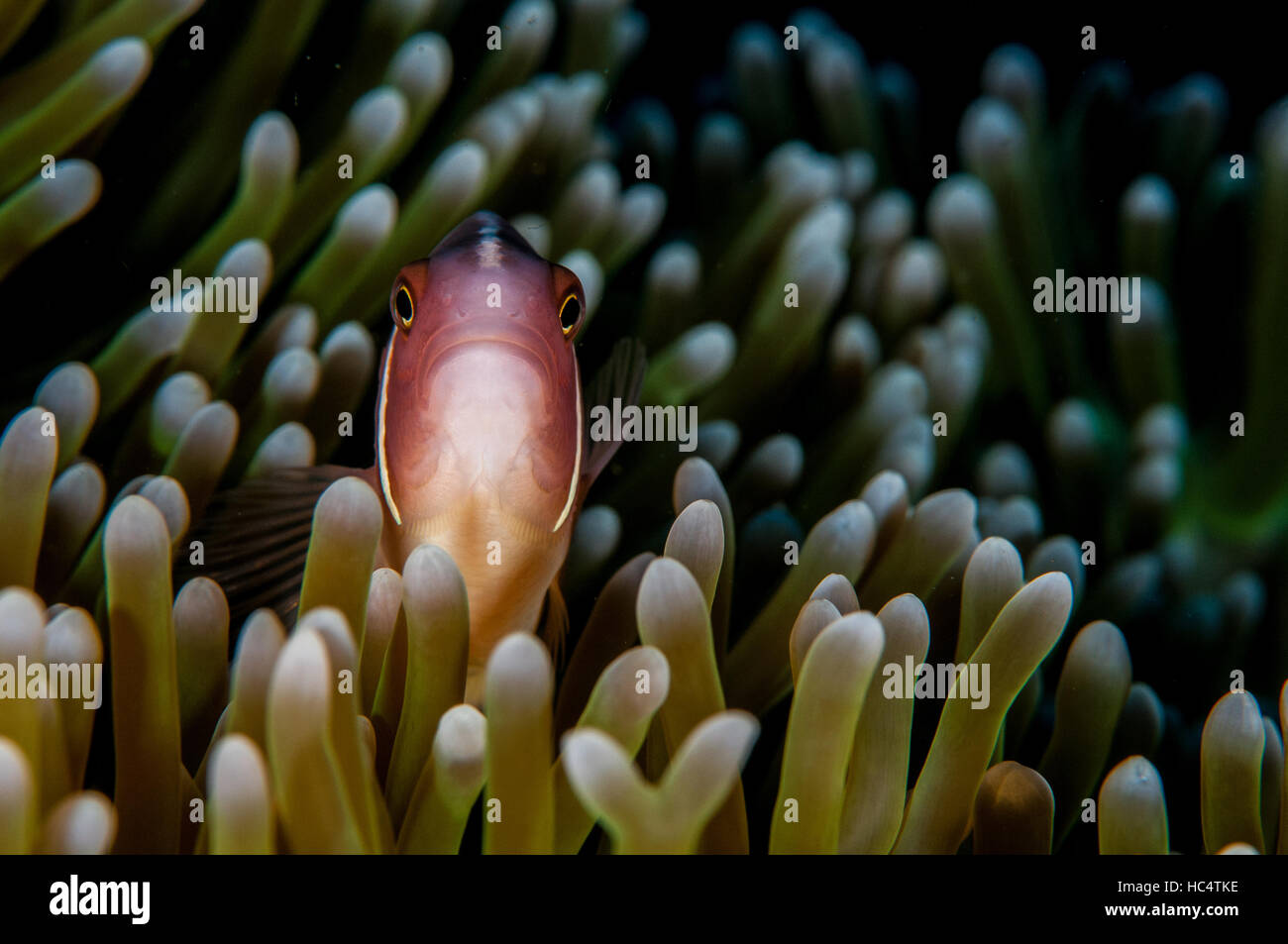 Poisson de l'anémone à Bali, octobre 2016. Banque D'Images