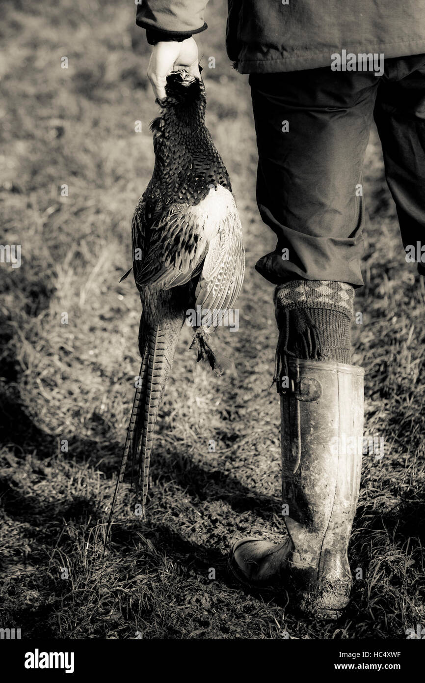 Estate shoot, Cirencester, avec un faisan de capture étant détenu par tireurs. Banque D'Images