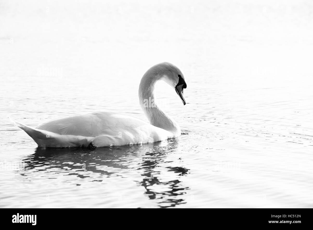 Swan reflète dans l'eau, noir et blanc. Banque D'Images