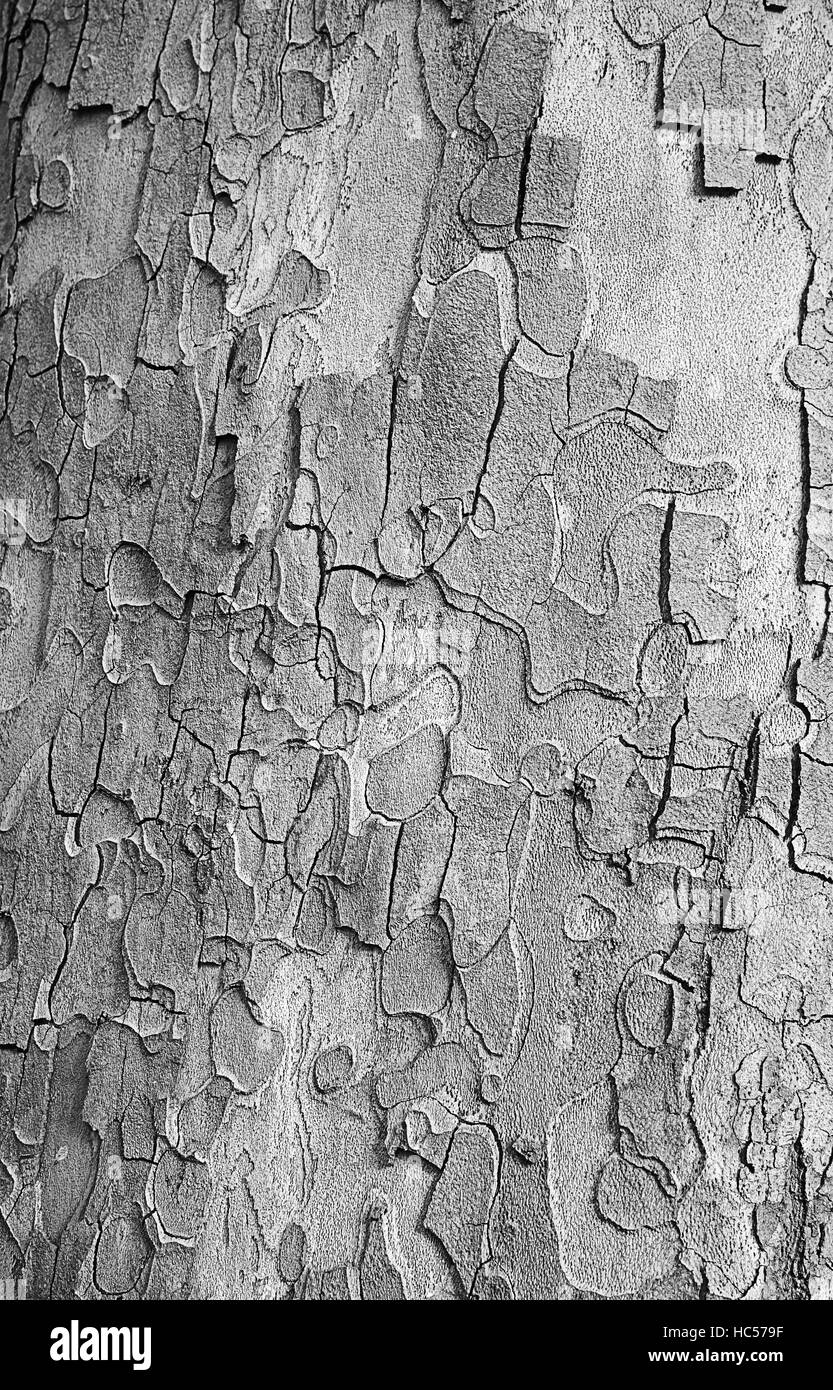Parc naturel de l'arbre dans l'expiration, la texture et l'arrière-plan Banque D'Images